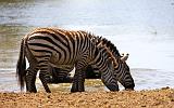 TANZANIA - Serengeti National Park - 063